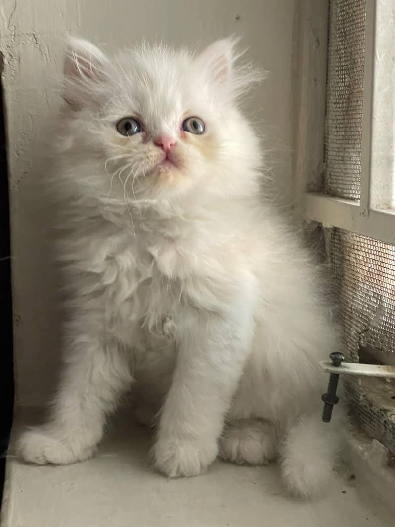 Beautiful Punch face persian Cat available for sale 6