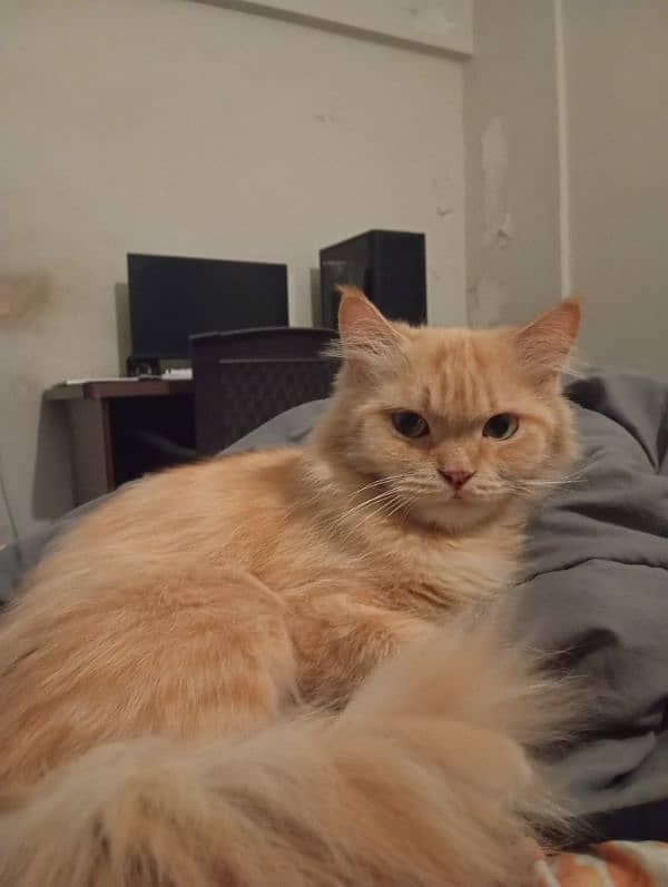 Persian cat 0