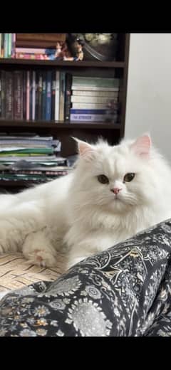 Persian Cat Male