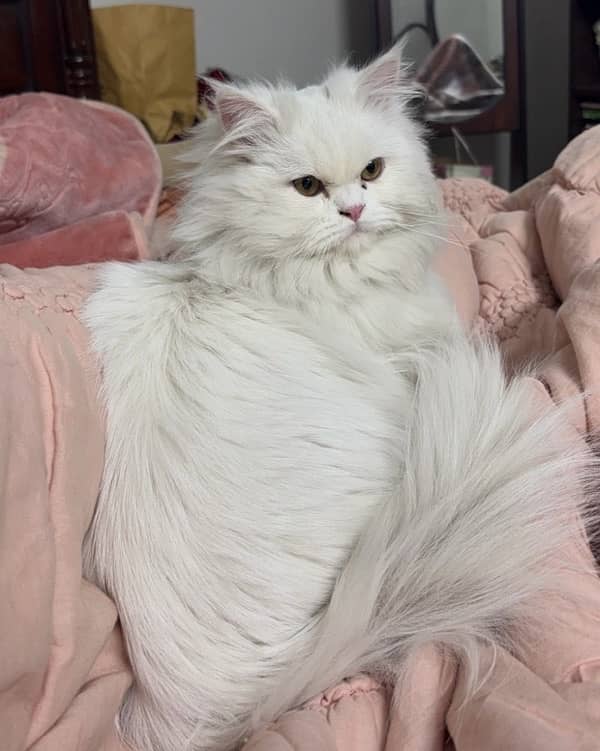 Persian Cat Male 1