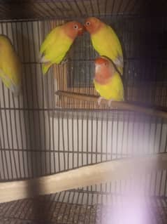 common Latino breeder pair