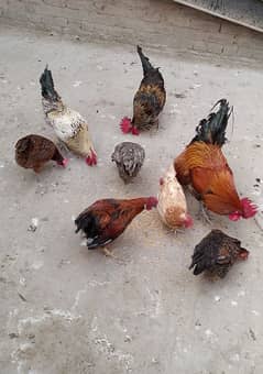 Full active and healthy Eggs deti 5 Desi Murgiyan and 4 Male for sale.