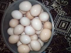 pure Desi egg  Rs=550