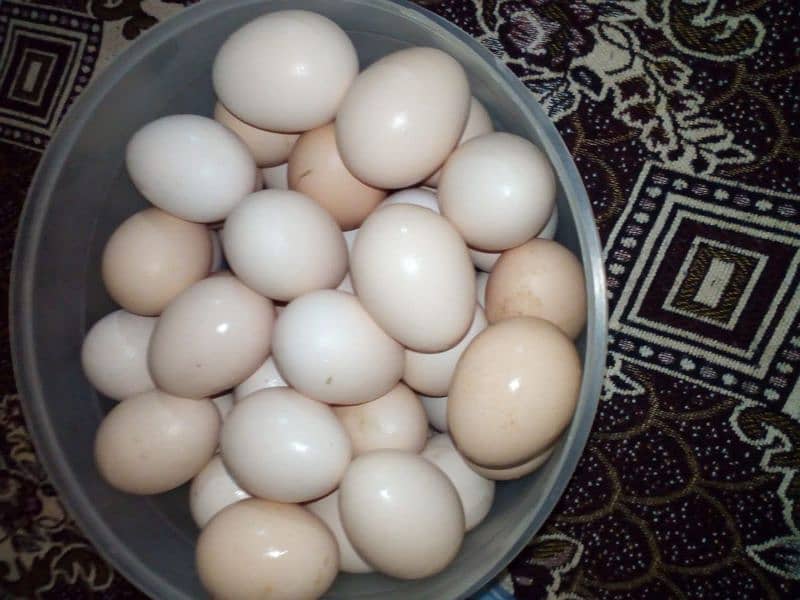 pure Desi egg  Rs=550 0