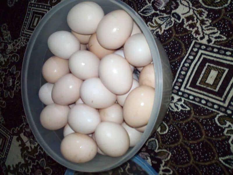 pure Desi egg  Rs=550 1