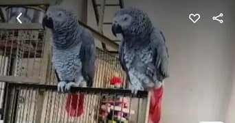 GREY parrot breader pair available