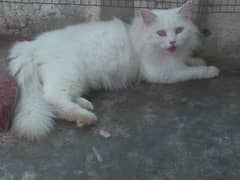 female cat for sale