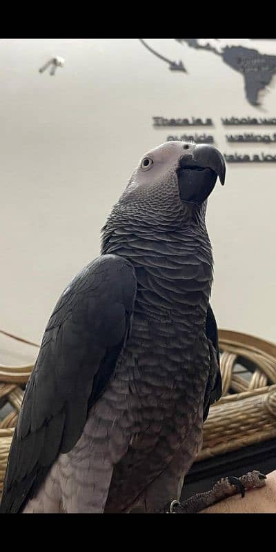 African gray tame 0