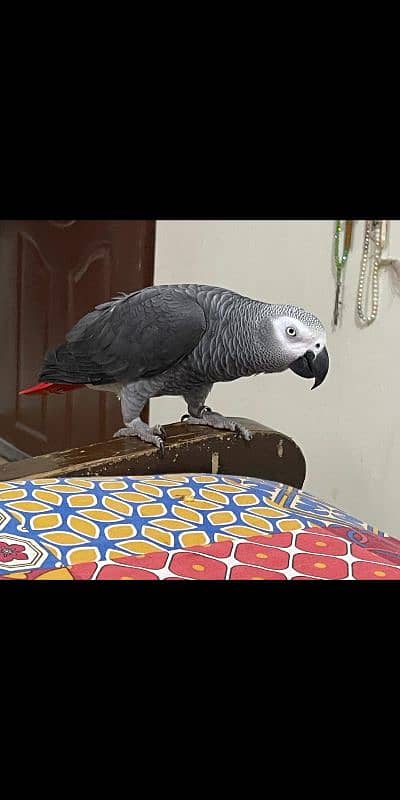 African gray tame 1