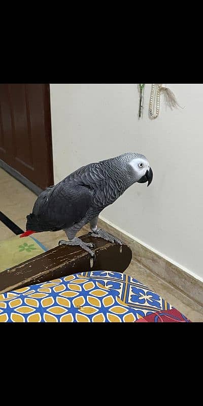 African gray tame 2