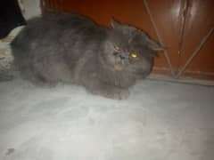 Persian  male cat