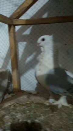 breeder pair egg daya hoi ga