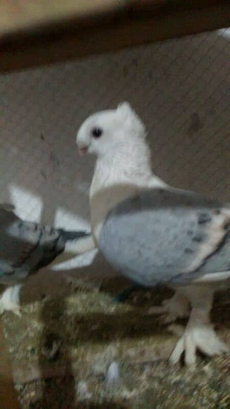 breeder pair egg daya hoi ga 2