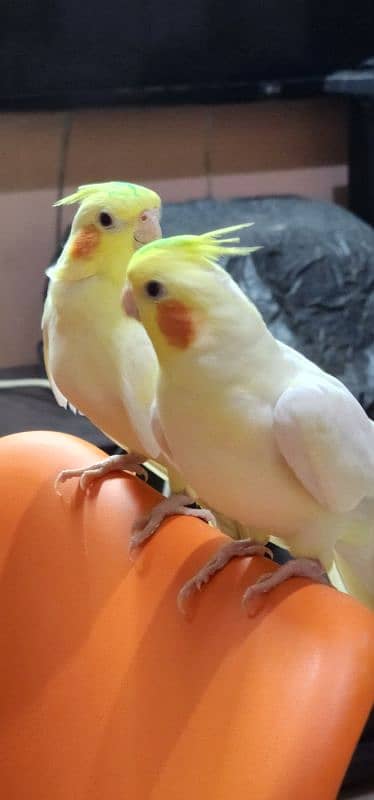 cocktail adult breeder pair 0