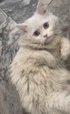 ( White Persian Cat Yellow and Light Blue Eyes)