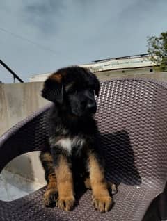 Healthy and active puppies pair for sale.