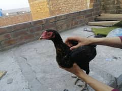 Cross breed hen 2 hen