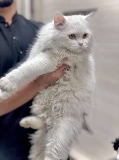  Beautiful 6-Month-Old Persian Female Cat
                                title=