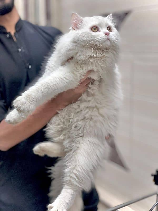 " Beautiful 6-Month-Old Persian Female Cat 1