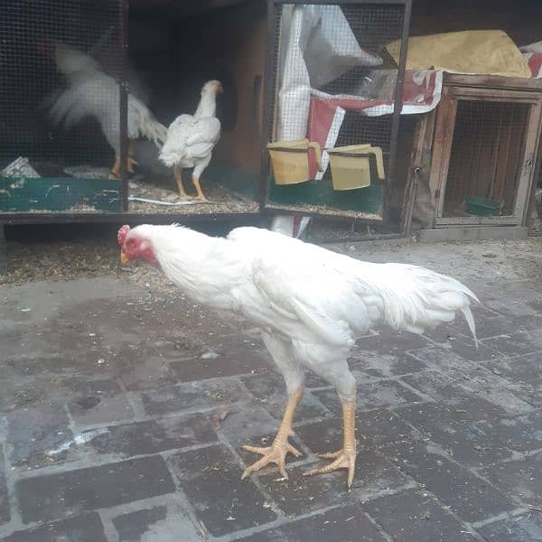 White shamo male for sale 1