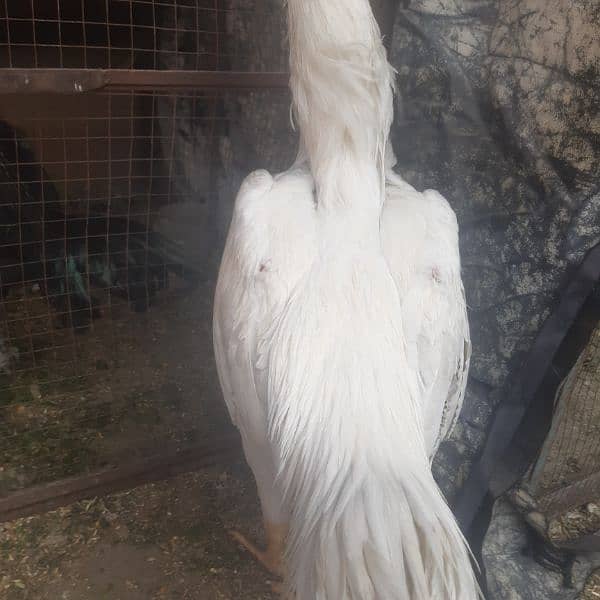 White shamo male for sale 3