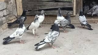 Pigeon Resulted Bachay Perwazi for sale price is of 1piece0308-5000940