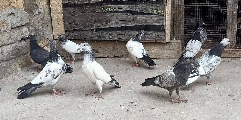 Pigeon Resulted Bachay Perwazi for sale price is of 1piece0308-5000940 1