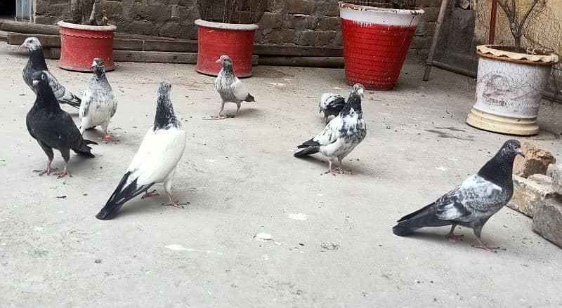 Pigeon Resulted Bachay Perwazi for sale price is of 1piece0308-5000940 2