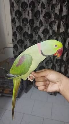 parrot