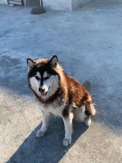 Confirm Breeder Husky female available for sale