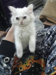 Female Persian kitten