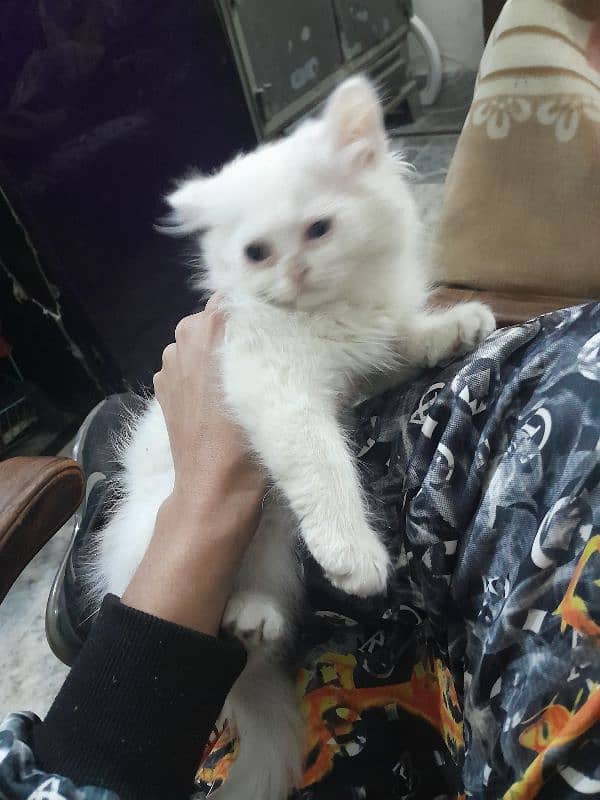 Female Persian kitten 1