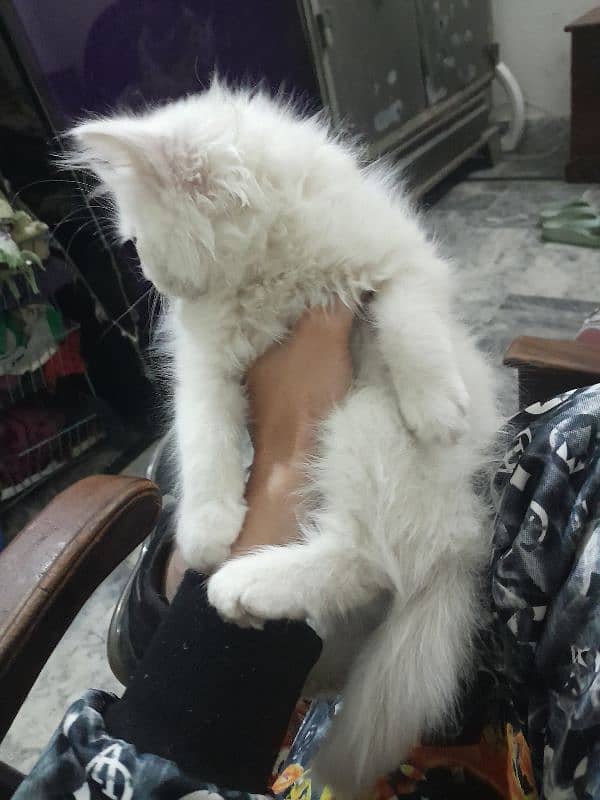 Female Persian kitten 2