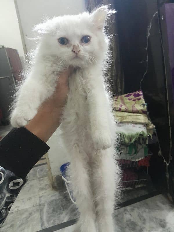 Female Persian kitten 3