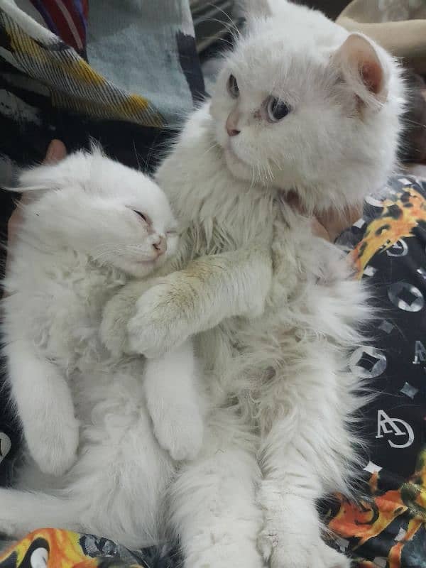 Female Persian kitten 5