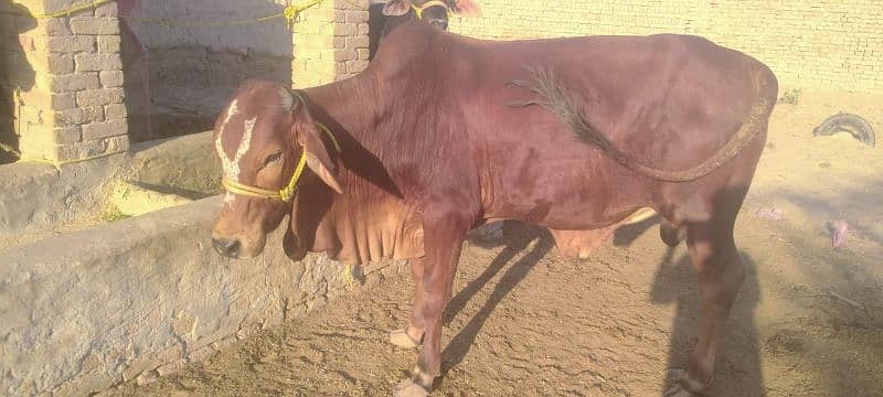 Qurbani Bull 1