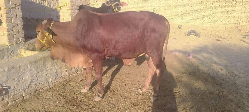 Qurbani Bull 2