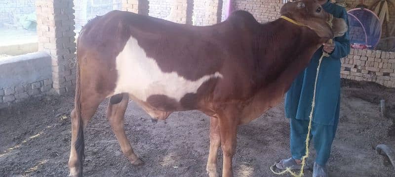 Qurbani Bull 3