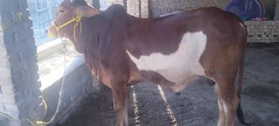 Qurbani Bull