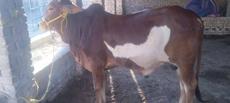 Qurbani Bull 0