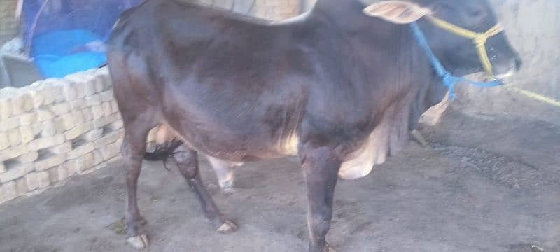 Qurbani Bull 4