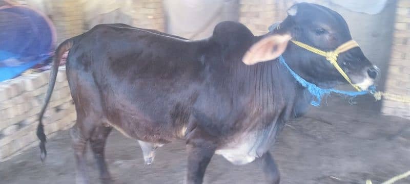 Qurbani Bull 5