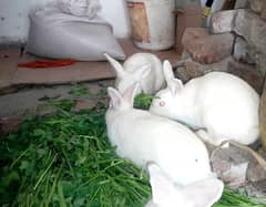 Angora Cross Rabbit