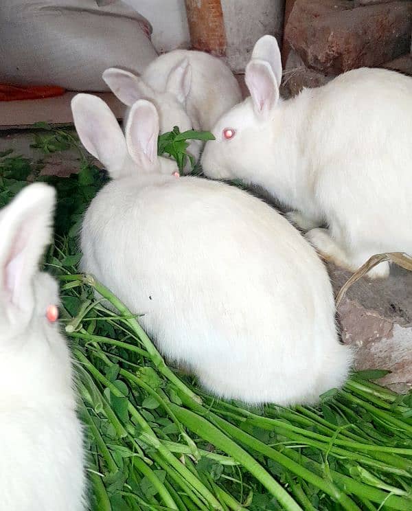 Angora Cross Rabbit 1