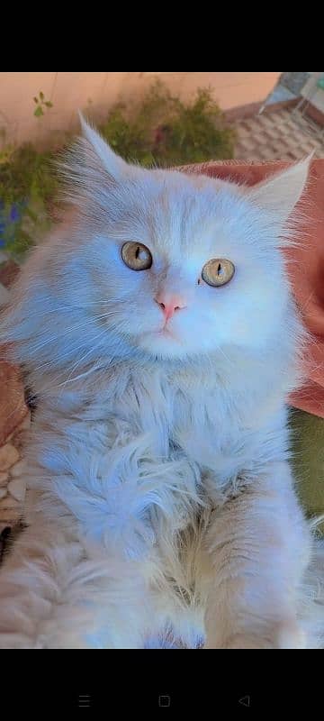 Persian cat for sale 2