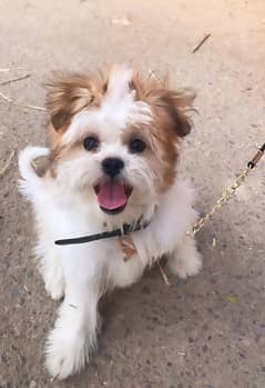 Adorable 1-Year-Old Male ShihTzu Dog for Sale!