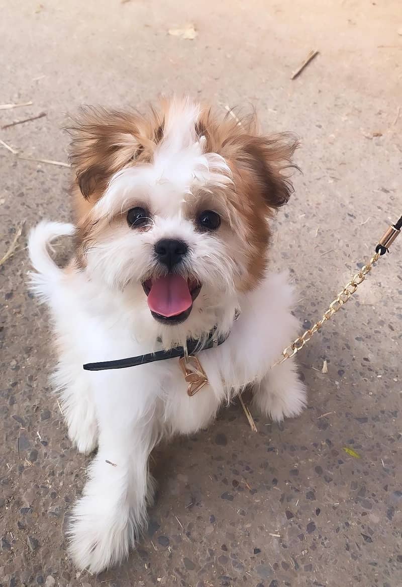 Adorable 1-Year-Old Male ShihTzu Dog for Sale! 0