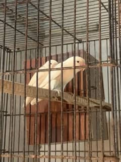 albino black breeder pair price in 3000