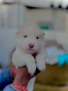 puppies available for sale,Siberian Husky puppies ,white husky puppies