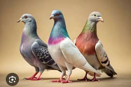 3 pigeon